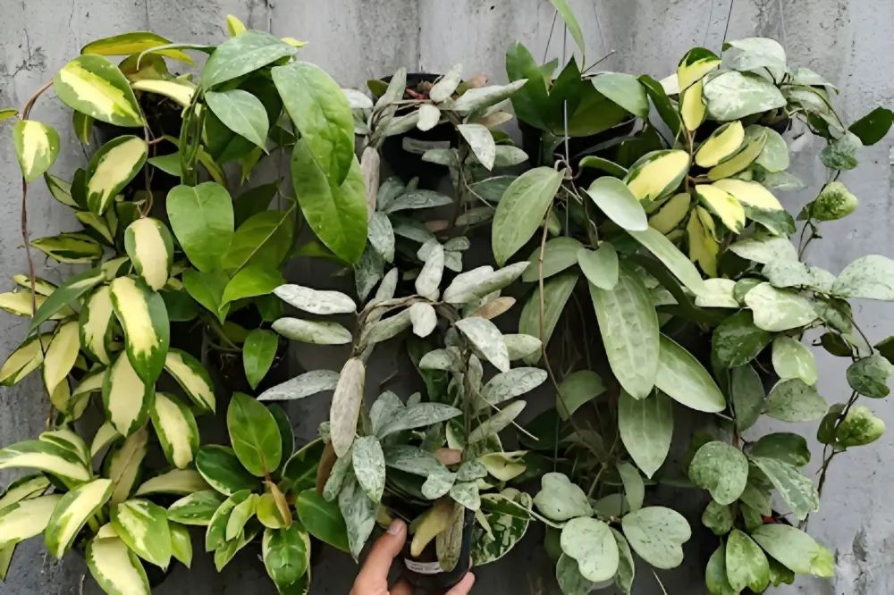 HOYA