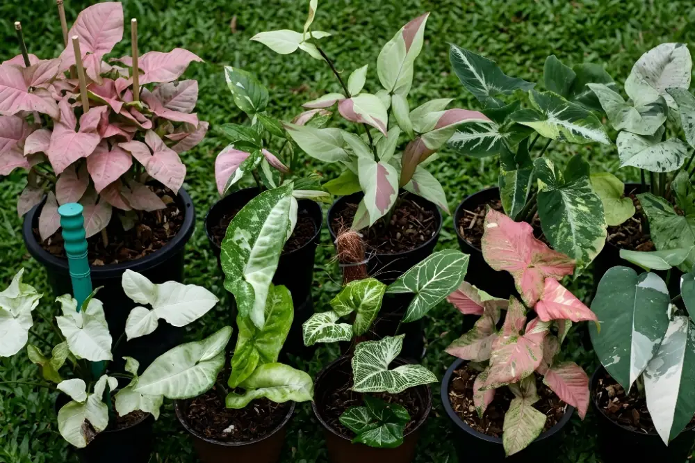 SYNGONIUM
