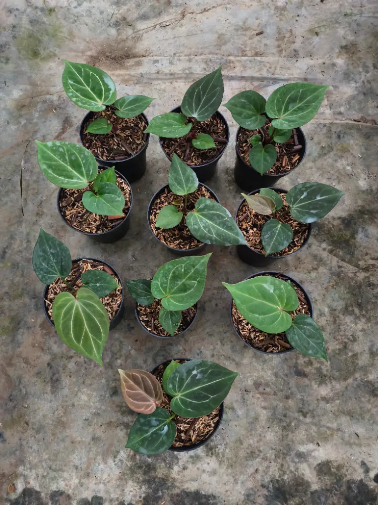 Anthurium King Of Spades 10 Plant