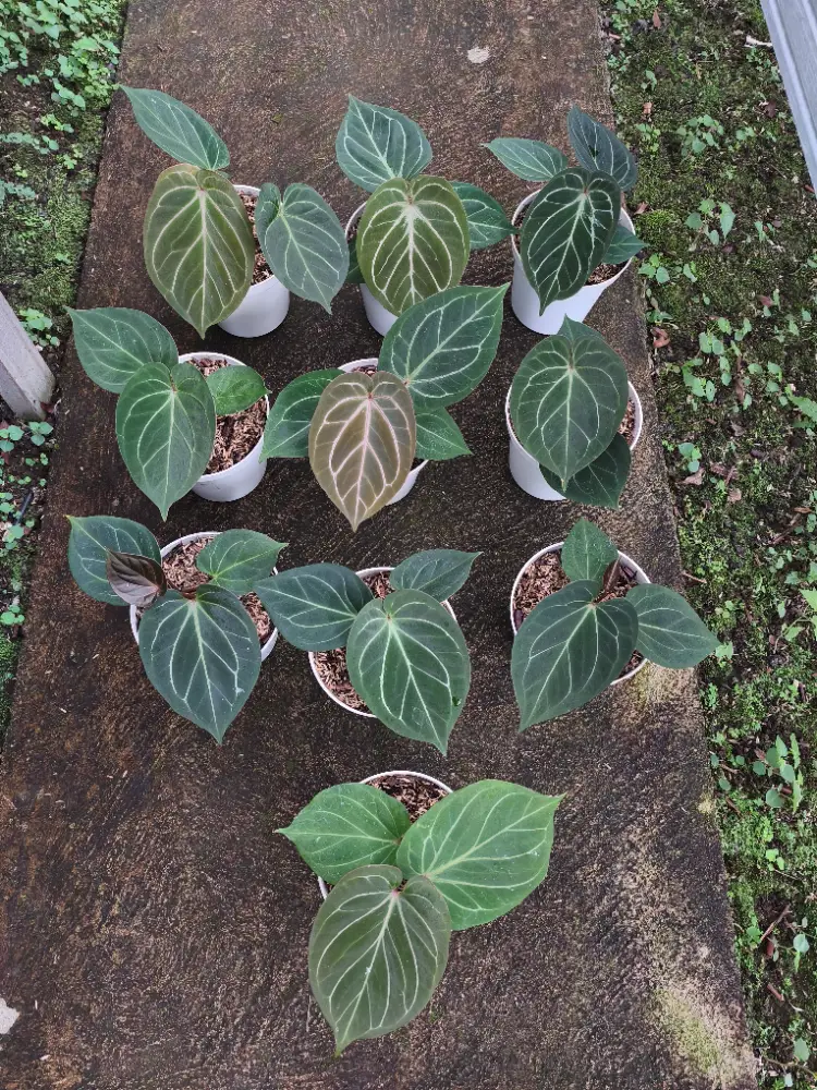 Anthurium King Of Spades 10 Plant