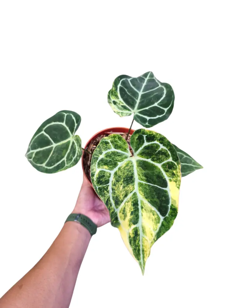 Anthurium Crystalinum Varigated