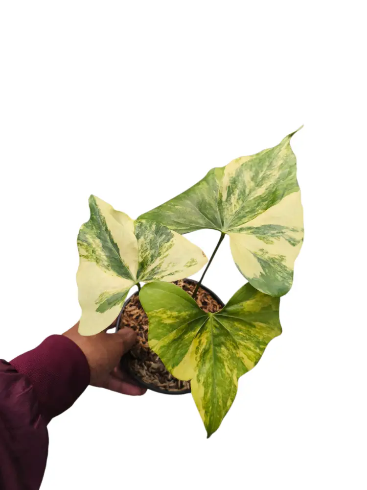 Anthurium Pterodactyl Varigated