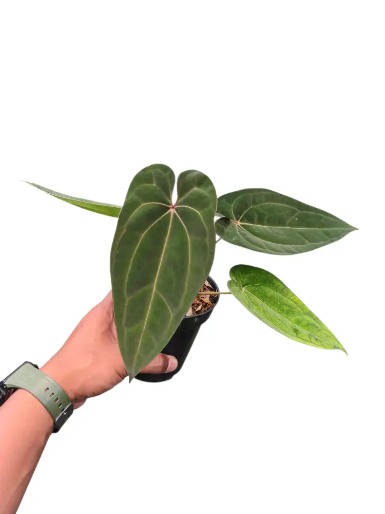 Anthurium BVIT x Red Spider