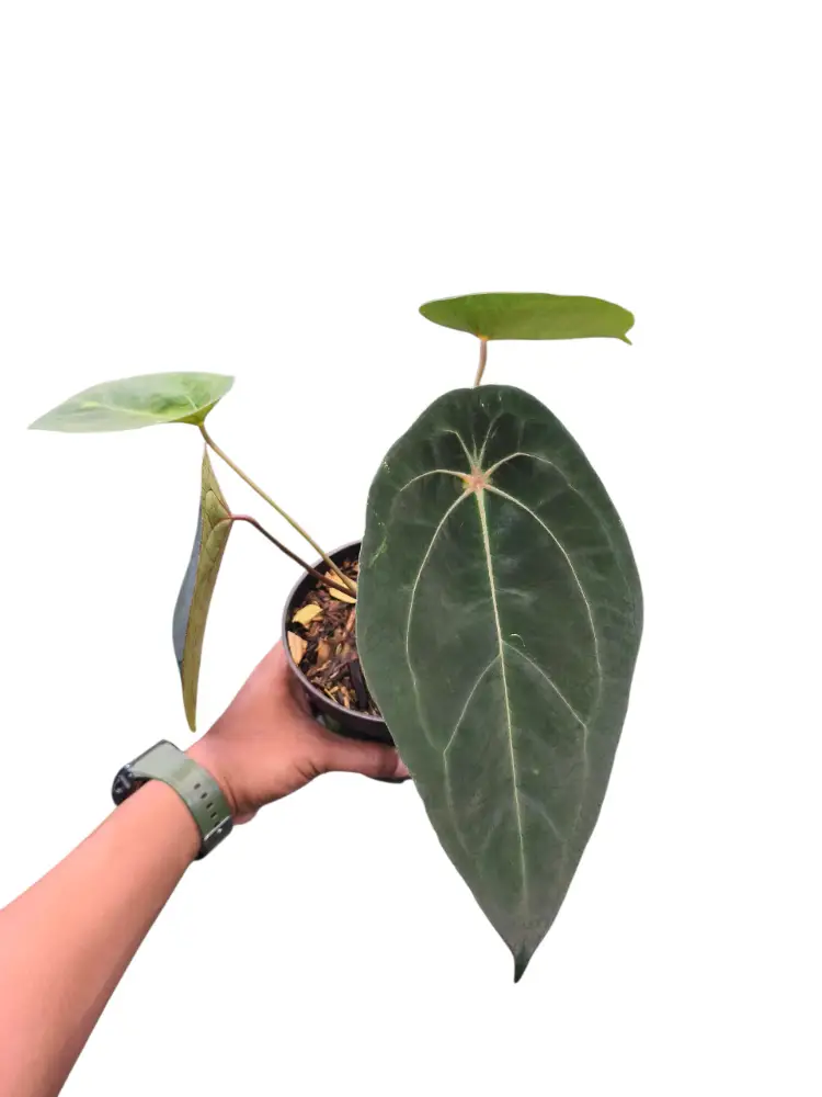 Anthurium Red Spider