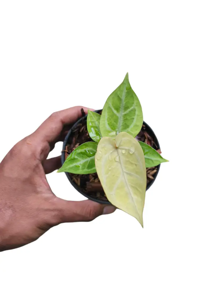 Anthurium Silver Mint x Red Tiger