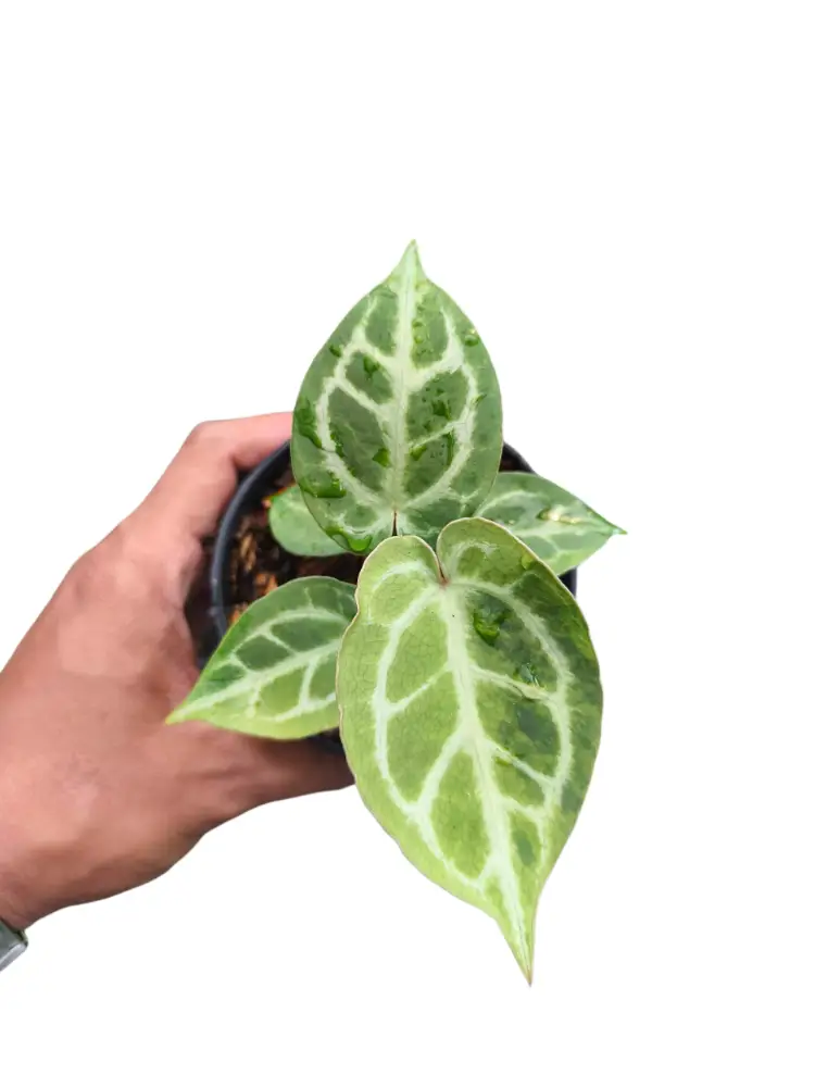 Anthurium Magni x Red Tiger
