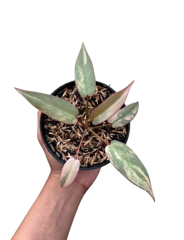 Philodenron Atabapoense Pink