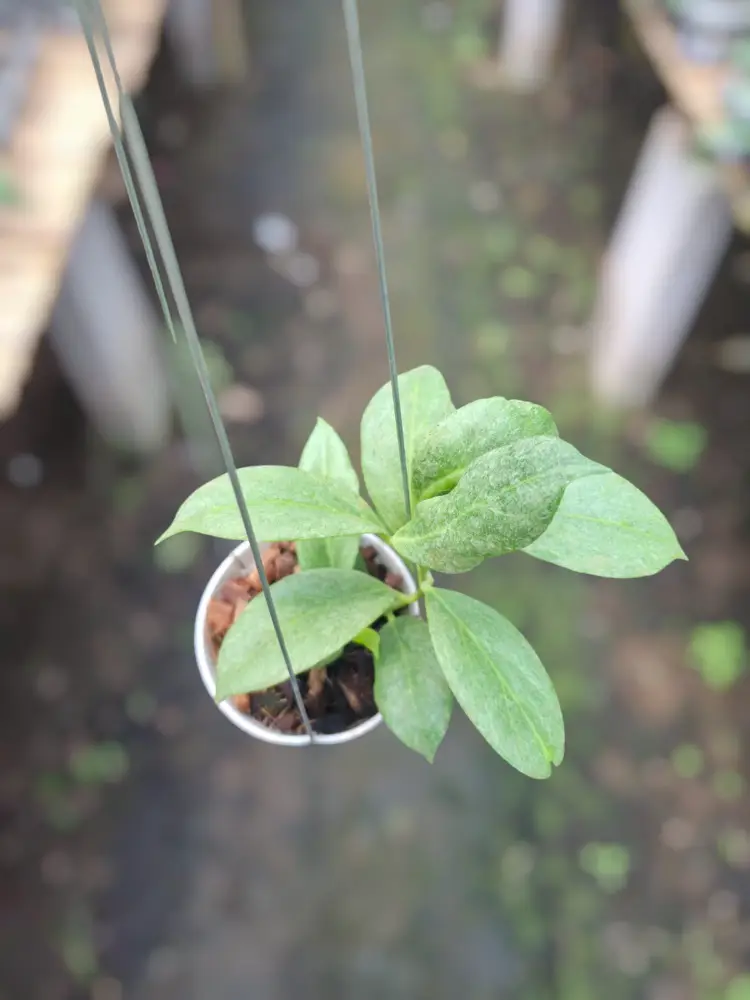Hoya Cryptic Chroome