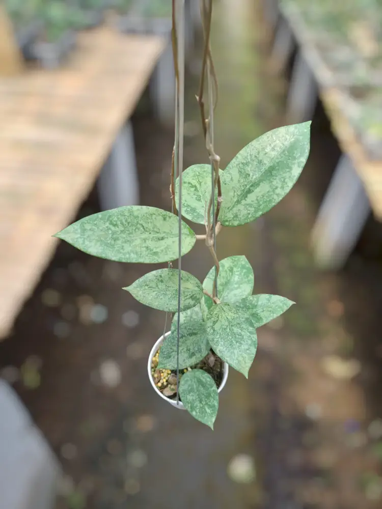 Hoya Verticalata Galaxy 