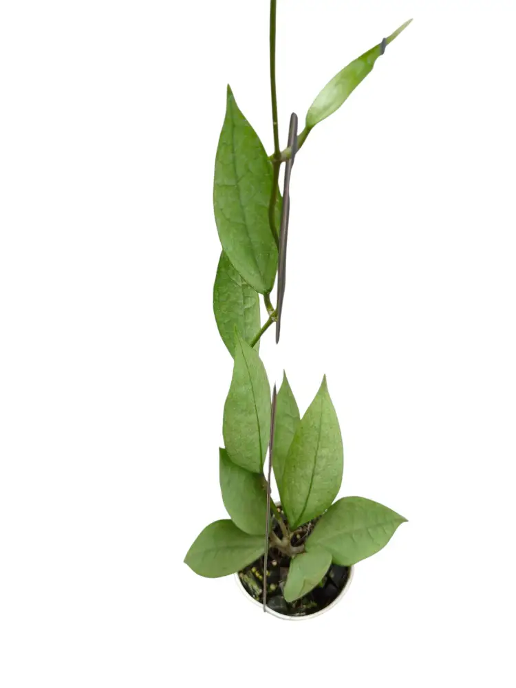 Hoya Germany Silver