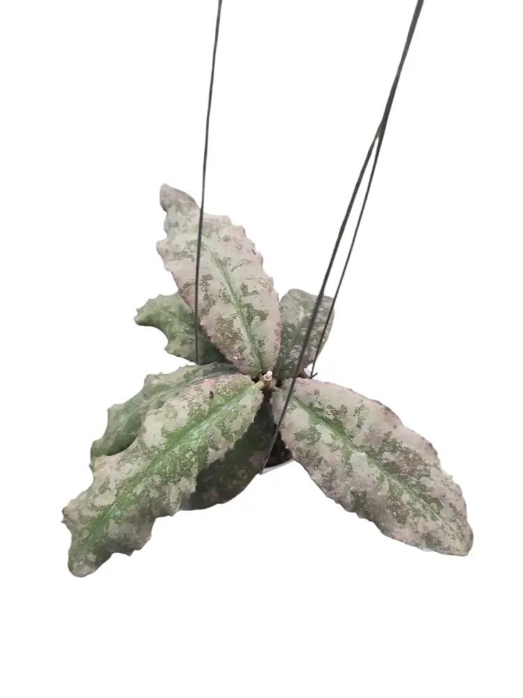 Hoya Undulata Red  Purple Splash 