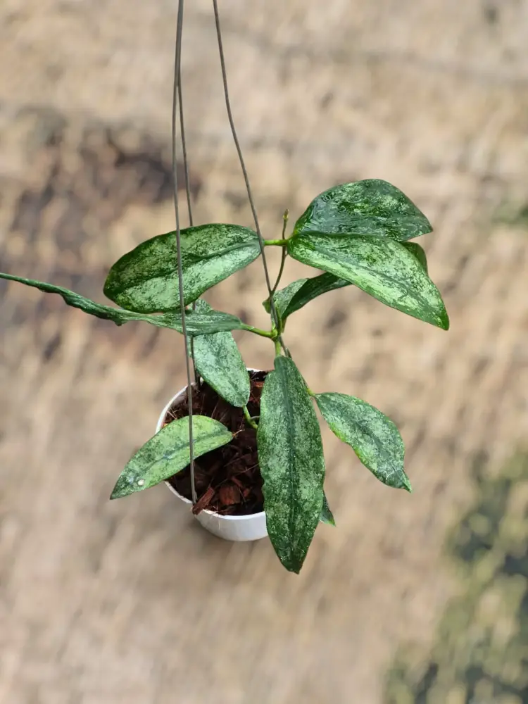 Hoya Buntokensis Purnama Silver