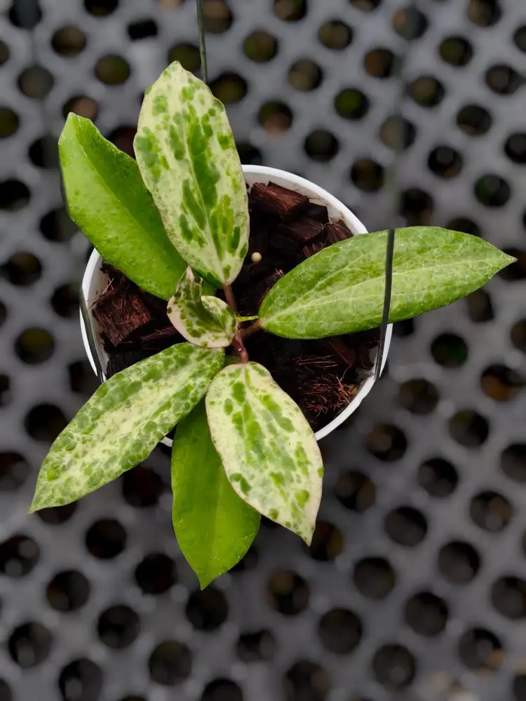 Hoya Crocodile