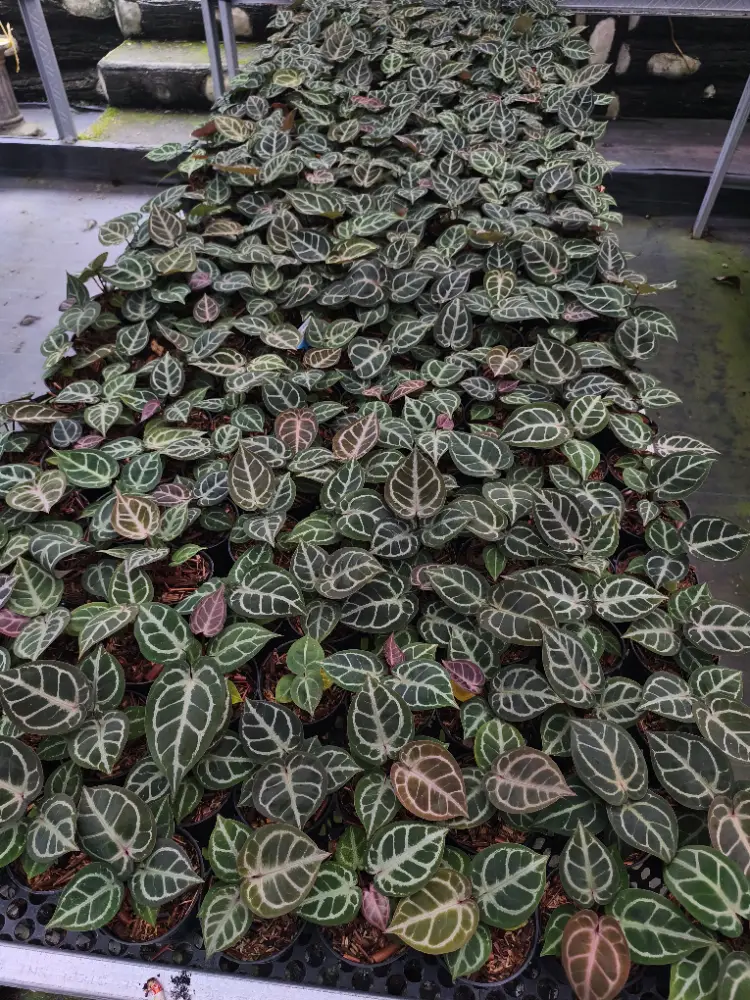 Best 100 plant Of Anth.Red Tiger