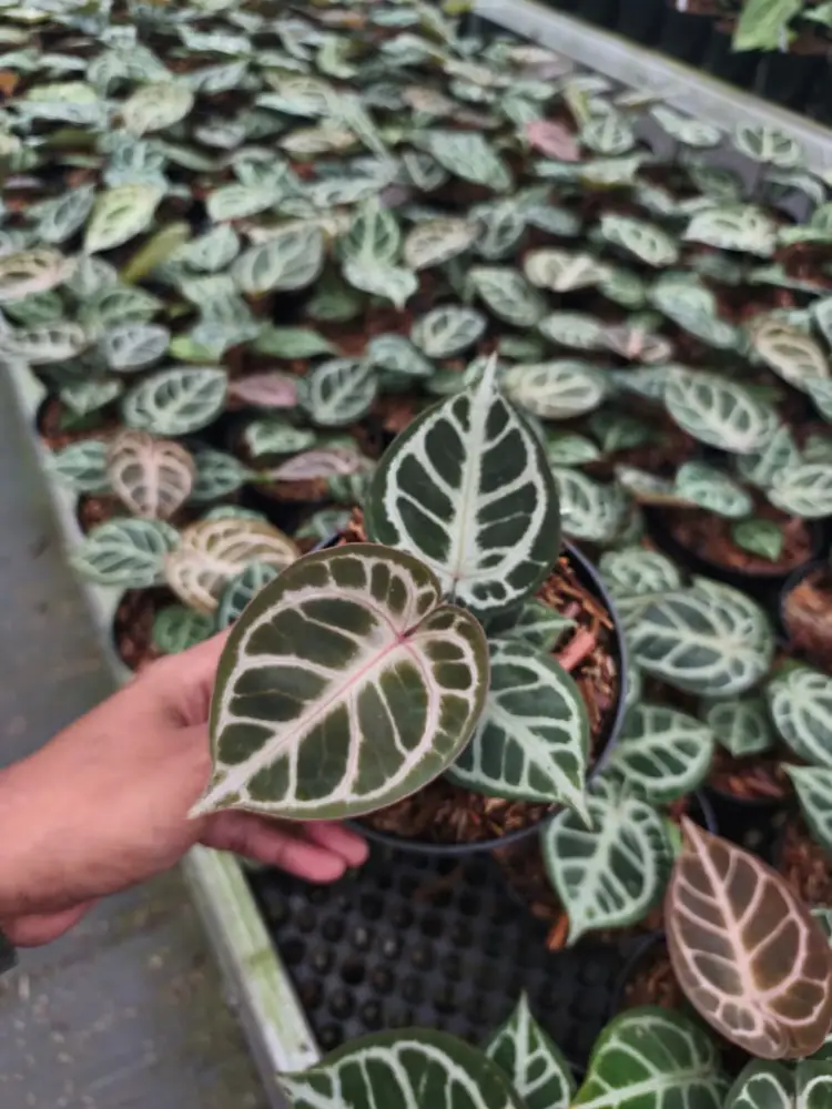 Best 100 plant Of Anth.Red Tiger thumbnail 2
