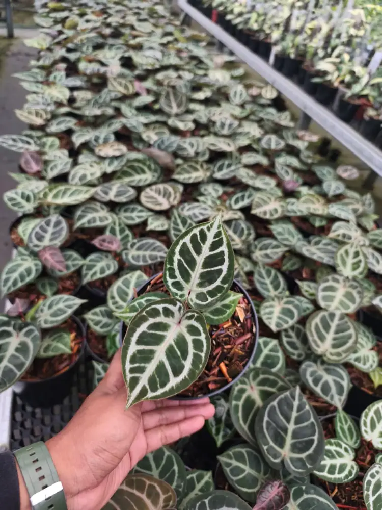 Best 100 plant Of Anth.Red Tiger thumbnail 3